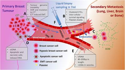 Circulating Tumor Cells in Metastatic Breast Cancer: From Genome Instability to Metastasis